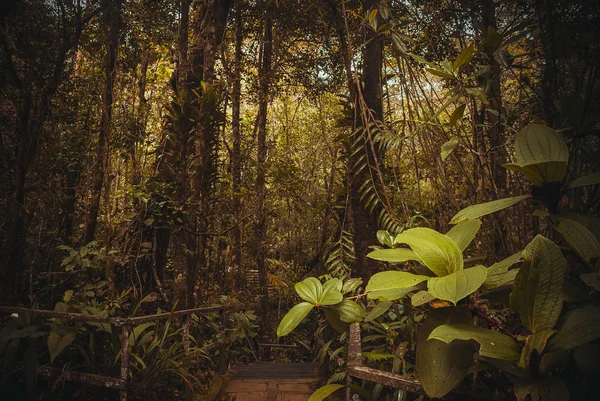 Bosque tropical natural. Paisaje de la selva tropical. Malasia, Asia, Borneo, Sabah —  Fotos de Stock