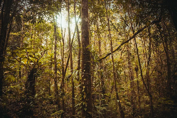 Doğa yağmur ormanları. Tropikal yağmur ormanları manzara. Malezya, Asya, Borneo, Sabah