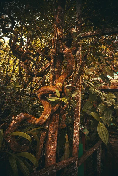 Bosque tropical natural. Paisaje de la selva tropical. Malasia, Asia, Borneo, Sabah — Foto de Stock