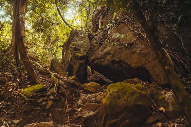 Doğa yağmur ormanları. Tropikal yağmur ormanları manzara. Malezya, Asya, Borneo, Sabah