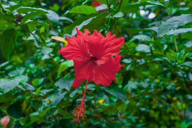 Yeşil yaprakları bir arka plan üzerinde kırmızı bir çiçektir. Borneo, Malezya