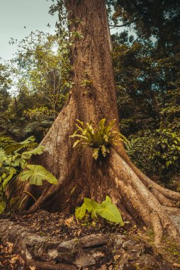 Ormanın ortasında kocaman bir ağaç. Doğa yağmur ormanları. Tropikal yağmur ormanları manzara. Malezya, Borneo, Sabah