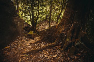 Ormanda ağaçların kökleri. Doğa yağmur ormanları. Tropikal yağmur ormanları manzara. Malezya, Borneo, Sabah