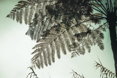 Güzel palmiye yaprağı karşı gökyüzü., Sabah Borneo, Malezya