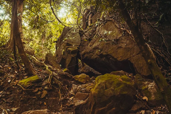 Doğa yağmur ormanları. Tropikal yağmur ormanları manzara. Malezya, Asya, Borneo, Sabah