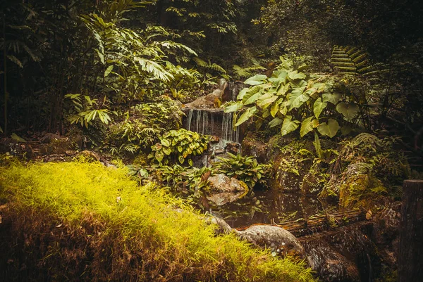 Természet esőerdők. Trópusi esőerdő táj. Malajzia, Ázsia, Borneo, Sabah — Stock Fotó