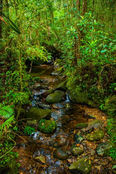 Steine und Bach. tropische Regenwaldlandschaft, Sabah Borneo, Malaysia — Stockfoto