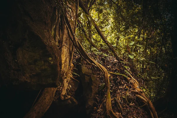 Floresta tropical da natureza. Paisagem tropical da floresta tropical. Malásia, Ásia, Bornéu, Sabah — Fotografia de Stock
