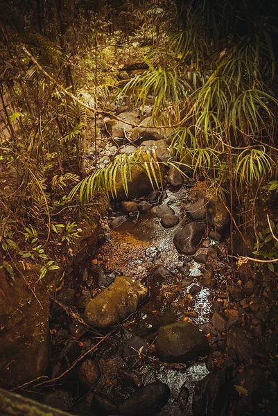 Primavera nella giungla. Natura foresta pluviale. Paesaggio tropicale della foresta pluviale. Malesia, Asia, Borneo, Sabah — Foto Stock