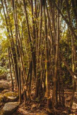 Reed ağaçlarının ormanda büyümek. Tropikal yağmur ormanları manzara. Malezya, Borneo, Sabah