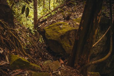 Doğa yağmur ormanları. Tropikal yağmur ormanları manzara. Malezya, Asya, Borneo, Sabah