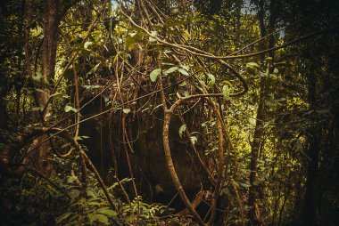 Doğa yağmur ormanları. Tropikal yağmur ormanları manzara. Malezya, Asya, Borneo, Sabah