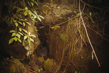 Doğa yağmur ormanları. Tropikal yağmur ormanları manzara. Malezya, Asya, Borneo, Sabah