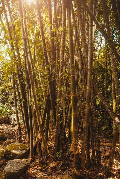 Los árboles de caña crecen en el bosque. Paisaje de la selva tropical. Malasia, Borneo, Sabah —  Fotos de Stock