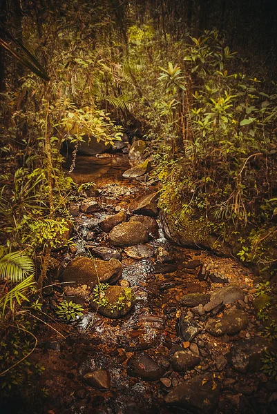 Primavera nella giungla. Natura foresta pluviale. Paesaggio tropicale della foresta pluviale. Malesia, Asia, Borneo, Sabah — Foto Stock