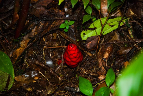 ジャングルの中で珍しい植物。ボルネオ、マレーシア — ストック写真