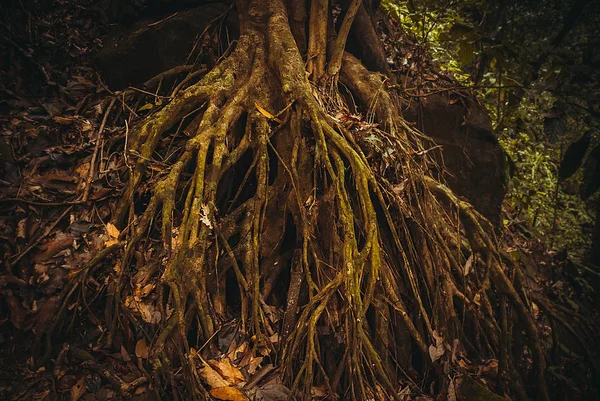 As raízes das árvores na selva. Floresta tropical da natureza. Paisagem tropical da floresta tropical. Malásia, Bornéu, Sabah — Fotografia de Stock