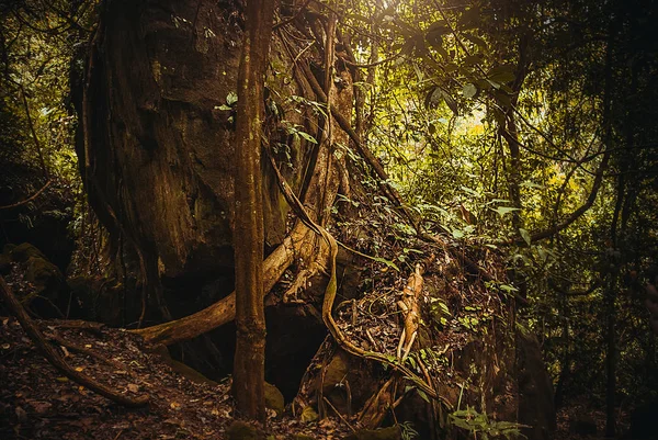 As raízes das árvores na selva. Floresta tropical da natureza. Paisagem tropical da floresta tropical. Malásia, Bornéu, Sabah — Fotografia de Stock