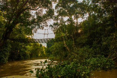 Kinabatangan nehir, rainforest Sabah Malezya Borneo adasının
