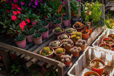 Pazar Malezya çiçeklere