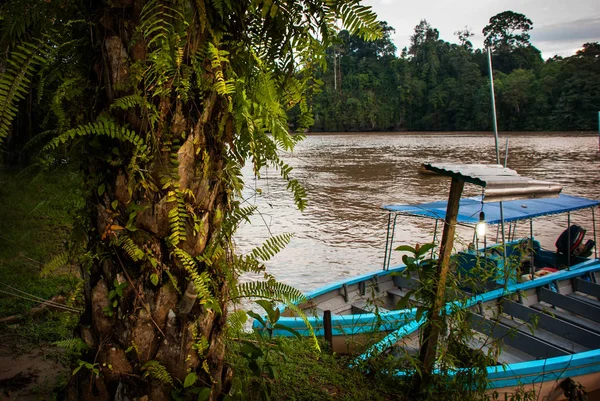 马来西亚沙巴婆罗洲 kinabatangan 河。树木、水和船只的夜景. — 图库照片