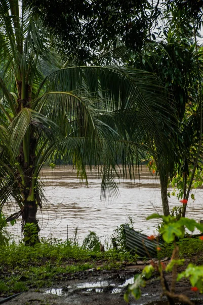 Kinabatangan nehir, rainforest Sabah Malezya Borneo adasının
