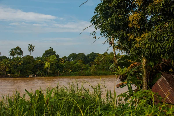 Kinabatangan 강, 보르네오 섬, 말레이시아 사바의 열대우림 — 스톡 사진