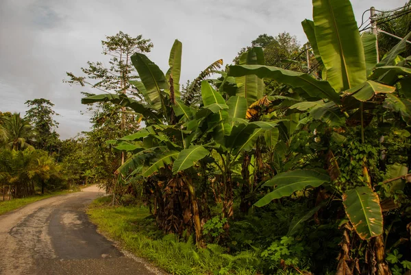 Route avec palmiers. Malaisie, Bornéo, Sabah . — Photo