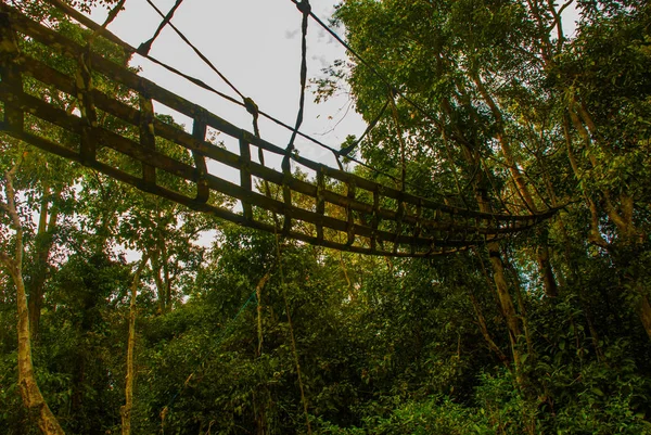 Akşam manzara ormanlar ve kafes. Kinabatangan nehir, rainforest Sabah Malezya Borneo adasının