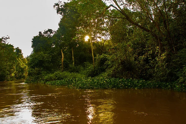 Kinabatangan 강, 보르네오 섬, 말레이시아 사바의 열대우림 — 스톡 사진