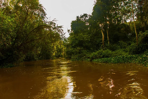 金纳坦干河, 婆罗洲岛雨林, 马来西亚沙巴 — 图库照片