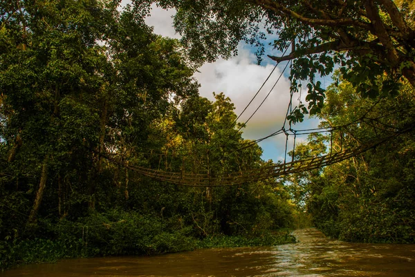 Akşam manzara ormanlar ve kafes. Kinabatangan nehir, rainforest Sabah Malezya Borneo adasının