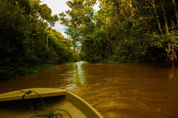 Ahşap tekne yüzer nehir Kinabatangan ve yoğun tropik orman. Sabah, Borneo, Malezya