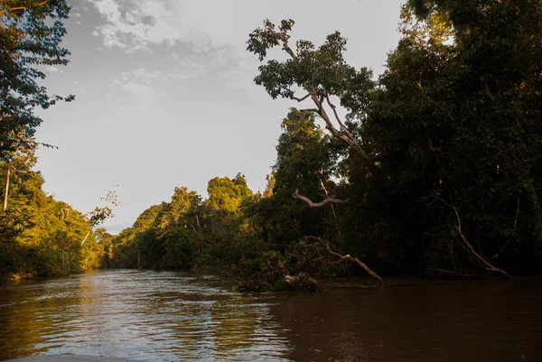 Rio Kinabatangan, floresta tropical da ilha de Bornéu, Sabah Malásia. Paisagem noturna de árvores perto da água . — Fotografia de Stock