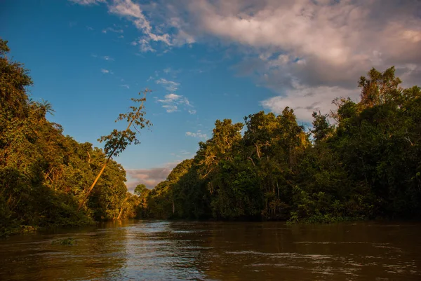 Kinabatangan rzeki, lasu deszczowego wyspy Borneo, Sabah, Malezja — Zdjęcie stockowe