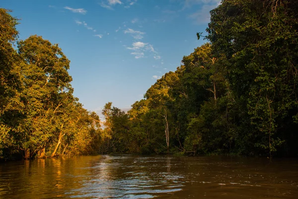 Kinabatangan rzeki, lasu deszczowego wyspy Borneo, Sabah, Malezja — Zdjęcie stockowe