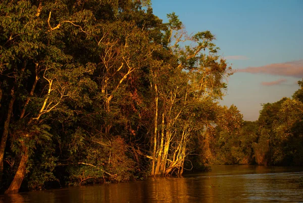 Kinabatangan nehir, Sabah Malezya Borneo adasının yağmur ormanları. Akşam peyzaj ağaçları suya yakın.