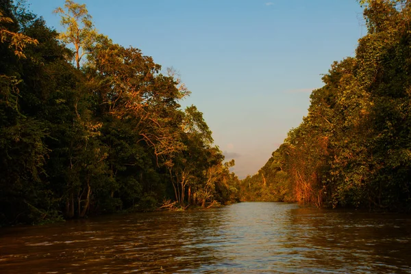 Kinabatangan nehir, Sabah Malezya Borneo adasının yağmur ormanları. Akşam peyzaj ağaçları suya yakın.