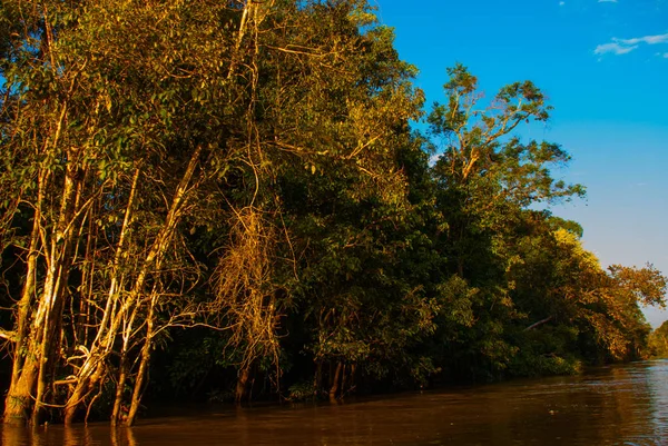 Kinabatangan nehir, Sabah Malezya Borneo adasının yağmur ormanları. Akşam peyzaj ağaçları suya yakın.