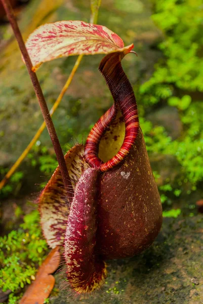 Nepenthes, plantes tropicales de lanceur et tasses de singe. Bornéo, Malaisie — Photo