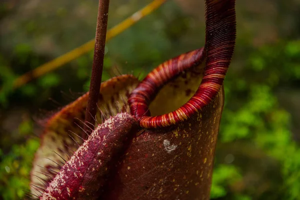 Nepenthes, plantes tropicales de lanceur et tasses de singe. Bornéo, Malaisie — Photo