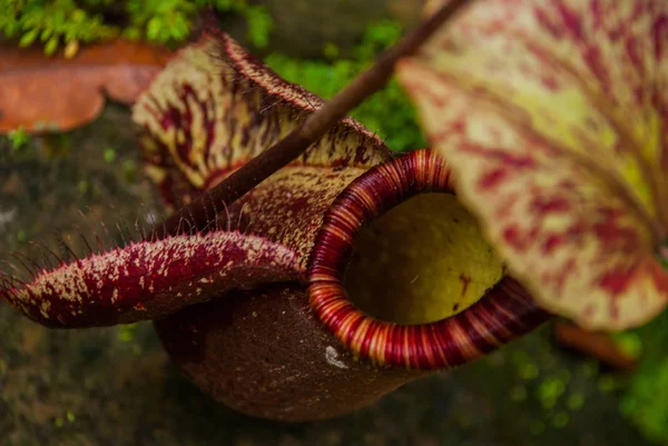 Nepenthes, plantes tropicales de lanceur et tasses de singe. Bornéo, Malaisie — Photo