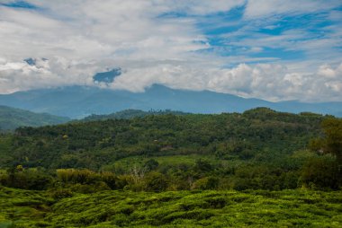 Yeşil çay tarlaları. Sabah, Borneo Adası, Malezya