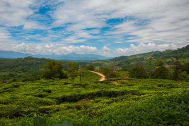 Yeşil çay tarlaları. Sabah, Borneo Adası, Malezya