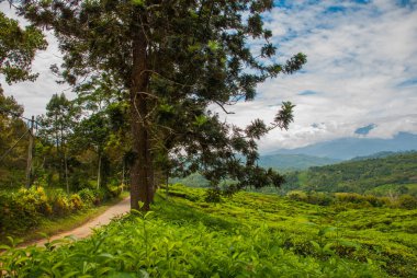 Yeşil çay tarlaları. Sabah, Borneo Adası, Malezya