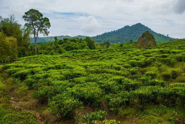 Plantações de Chá Verde. Sabah, ilha de Bornéu, Malásia — Fotografia de Stock
