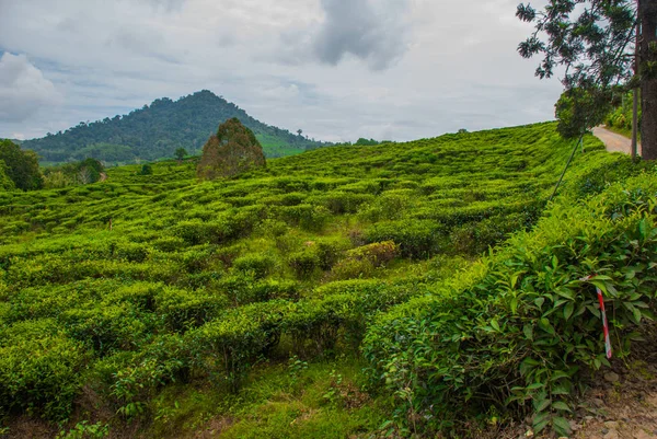 绿茶种植园。马来西亚婆罗洲岛沙巴 — 图库照片