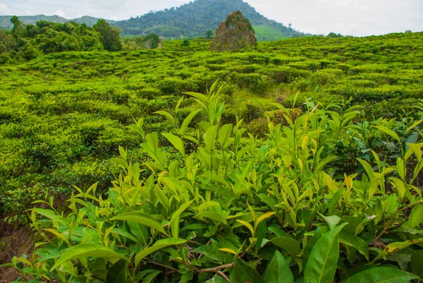 Зелений чай плантації. Сабах, острові Борнео, Малайзія — стокове фото