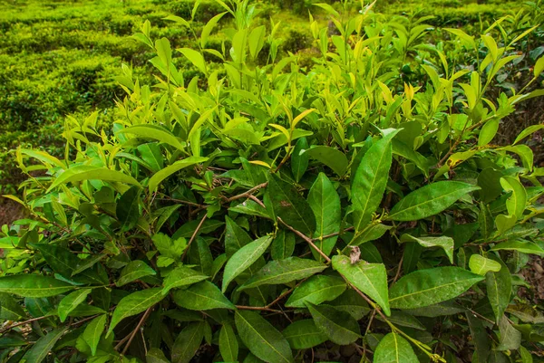 Plantations de thé vert. Sabah, île de Bornéo, Malaisie — Photo