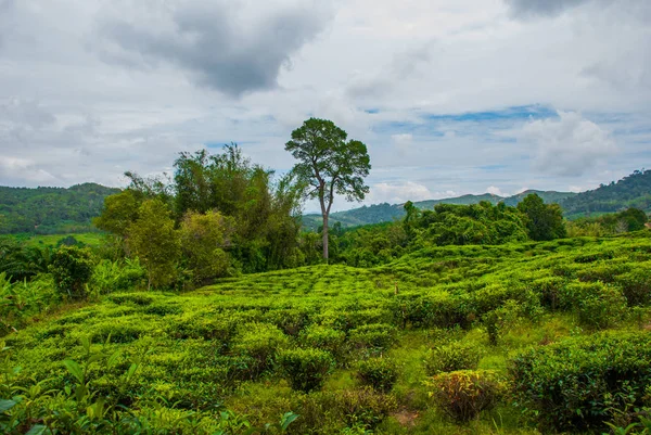 Groene theeplantages. Sabah, Borneo island, Maleisië — Stockfoto